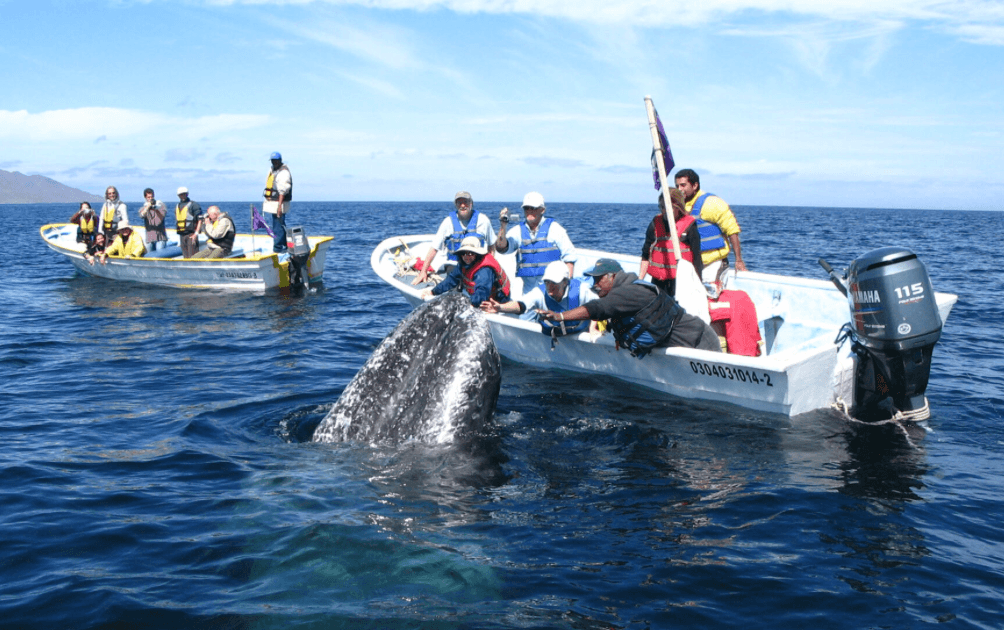 Lancha con pasajeros en chalecos salvavidas observando una ballena de cerca en mar abierto