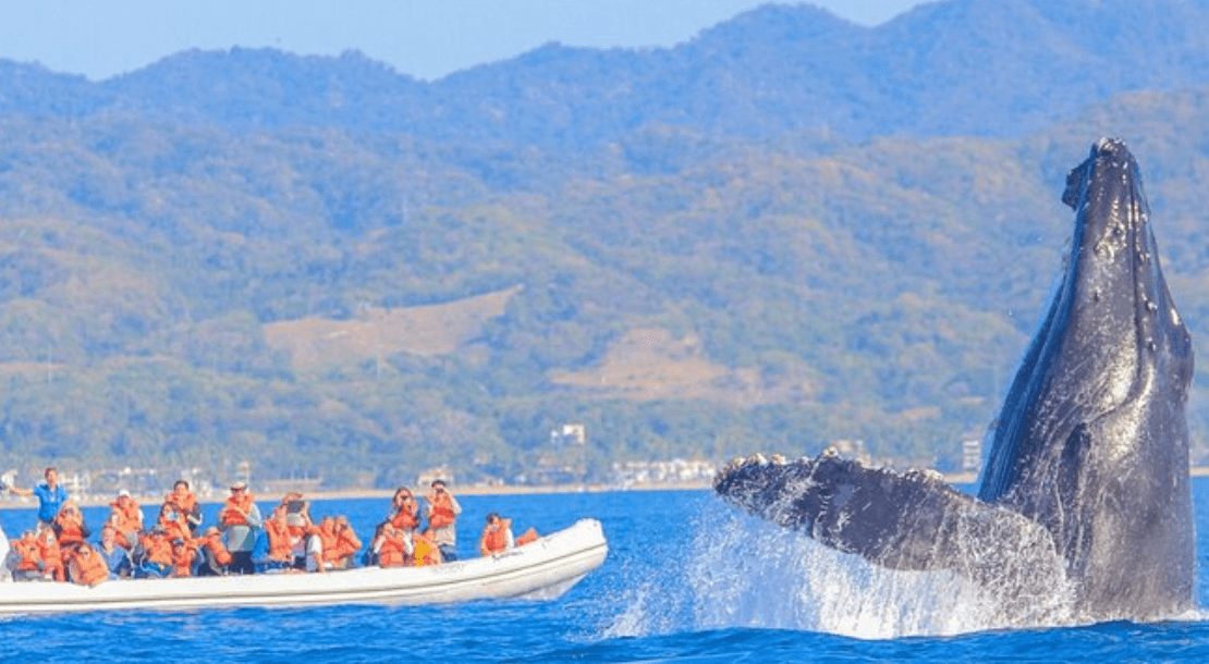 Ballena jorobada saltando junto a una lancha llena de pasajeros, con la sierra de Nayarit al fondo