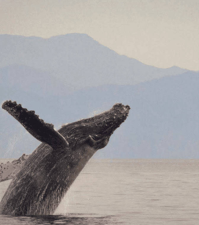 Ballena jorobada saliendo del agua con las montañas de la costa detrás