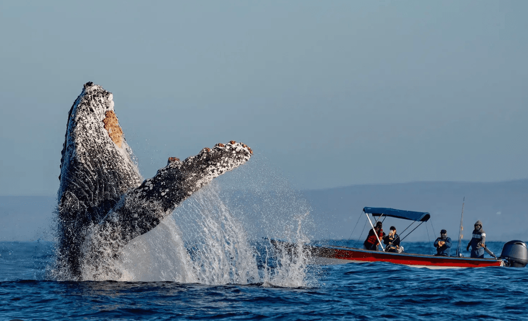 Ballena jorobada saltando fuera del agua a unos metros de una lancha