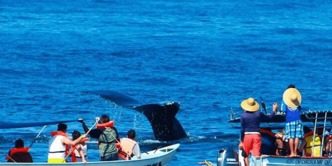 Cola de ballena jorobada entre dos lanchas con pasajeros en chaleco salvavidas