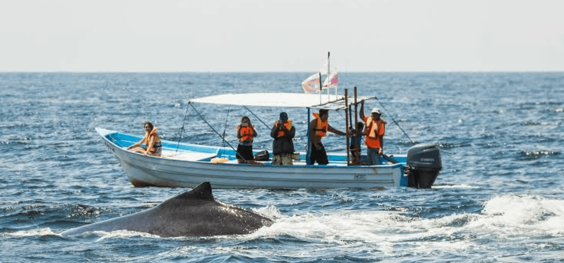 Lomo de una ballena saliendo a la superficie frente a una lancha con turistas